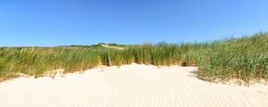 Duingras op het strand op een zomerse dag van Sjoerd van der Wal Fotografie