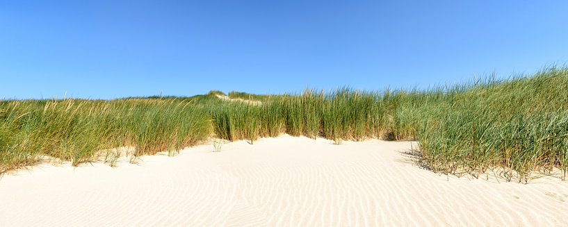 Dünengras am Strand an einem Sommertag. von Sjoerd van der Wal Fotografie