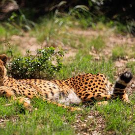 Cheetah in de zon van Paul Gerard
