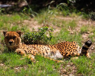 Cheetah in de zon van Paul Gerard