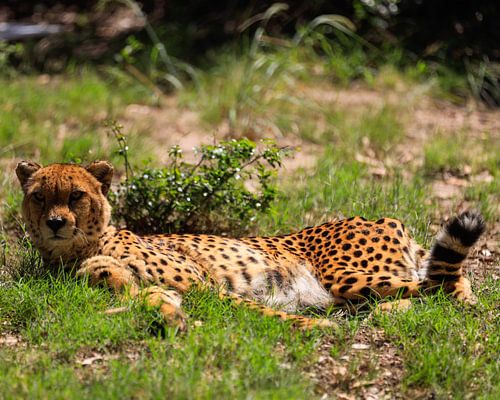 Gepard in der Sonne
