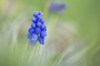 Blauw druifje