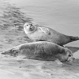 Sonnenbadende Robben am Strand von Meindert Marinus