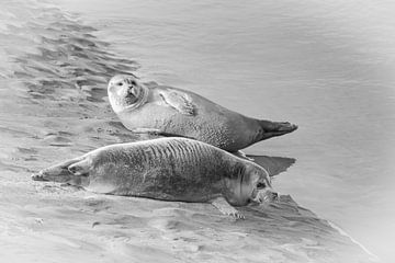 sunbathing seals on the beach by Meindert Marinus