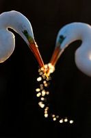 Love (gezien bij vtwonen)
