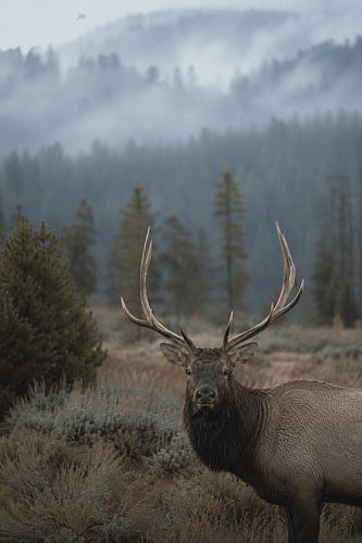 Majestic Wapiti in a Misty Mountain Landscape – Fine Art Wildlife Photography