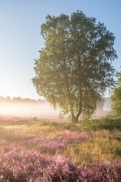 Berk op de bloeiende heide tijdens sfeervolle zonsopkomst van John van de Gazelle fotografie