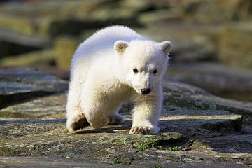 Kleiner Eisbär von Frank Herrmann