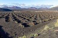 Wijnbouw in de regio La Geria op Lanzarote van Reiner Conrad thumbnail