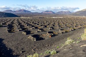 Weinbau in der Region La Geria auf Lanzarote von Reiner Conrad