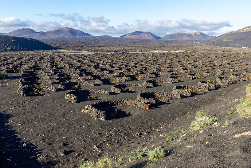 Wijnbouw in de regio La Geria op Lanzarote van Reiner Conrad