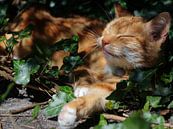 Schlafende Katze von Petra van der Werff Miniaturansicht
