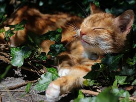 Sleeping cat by Petra van der Werff