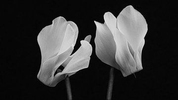 Flower Cyclamen by Cobi de Jong
