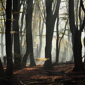 Speulderbos von Tonny Swinkels