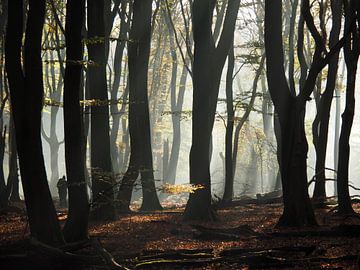 Speulderbos by Tonny Swinkels