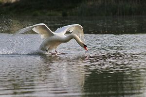 Cygne muet