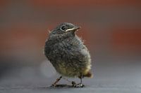 Black redstart juvenile