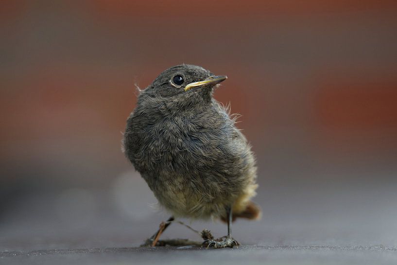 Jugendlicher Hausrotschwanz von Click it Fotografie