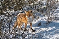 Renard dans la neige V