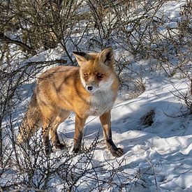 Fuchs im Schnee V von Tessa Remy Photography