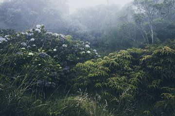 plantes dans le brouillard