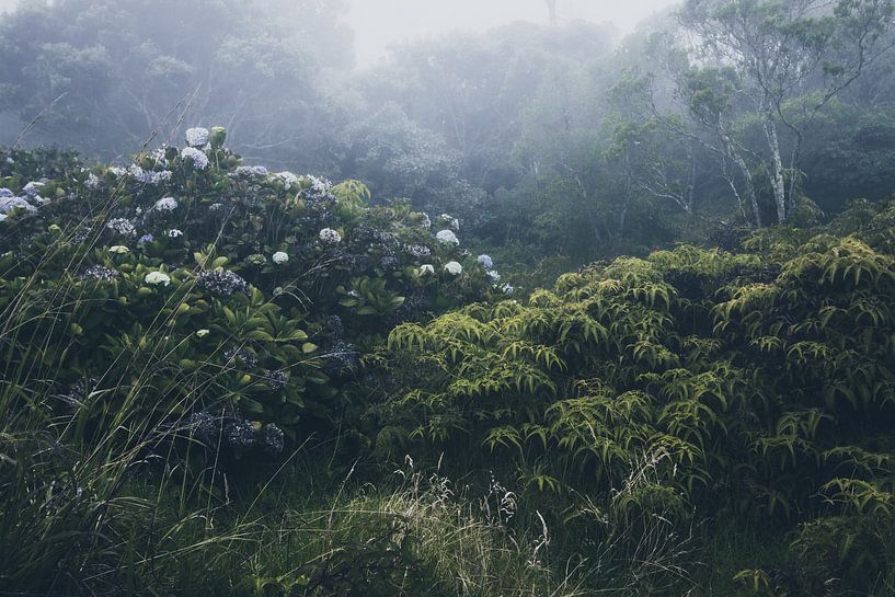 plants in the fog by Monique de Koning