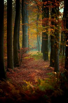Herfst in de Veluwse bossen