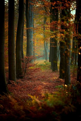 Herfst in de Veluwse bossen