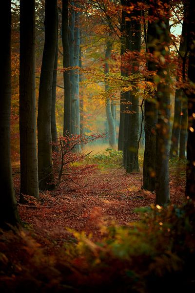 Herfst in de Veluwse bossen van Jenco van Zalk