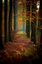 Herfst in de Veluwse bossen van Jenco van Zalk thumbnail