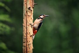 Great Spotted Woodpecker on tree (Dendrocopos major) by Gerben De Schuiteneer