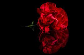 Trosanjer in water von Photography by Karim