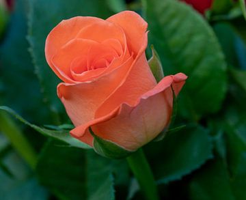 Bloeiende oranje roos met blaadjes close up van Jolanda de Jong-Jansen