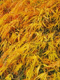 Gold leaf by Roger Trelou