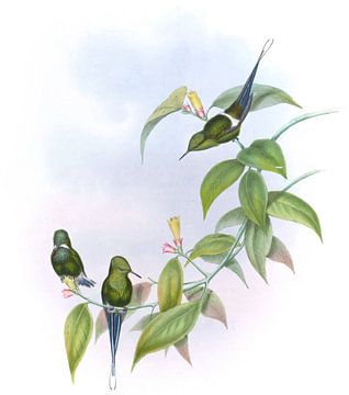 Convers’ Thorn-tail, John Gould by Hummingbirds