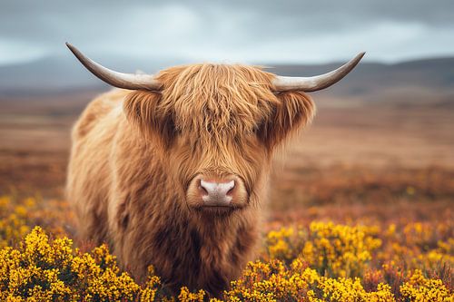 Majesté des Highlands