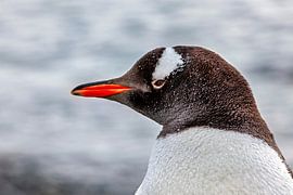 The gentoo penguins of Antarctica by Roland Brack
