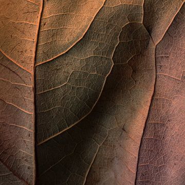 Abstracte herfstbladeren van Johannes Schotanus