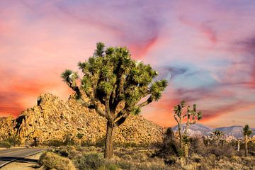 Vibrant Desert Beauty - Joshua Tree NP