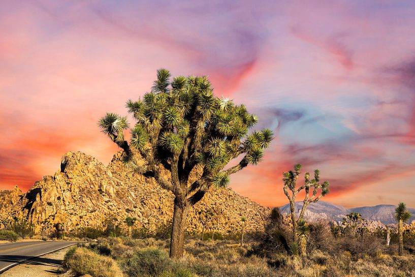 Vibrant Desert Beauty - Joshua Tree NP by Joseph S Giacalone Photography
