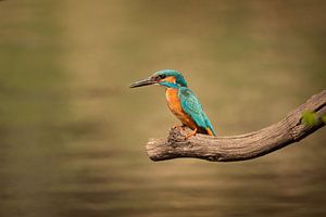 Martin-pêcheur sur une branche au-dessus de l'eau