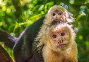 Singes capucins au Costa Rica sur Corno van den Berg