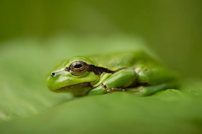 Close-up tree frog by Steffie van der Putten