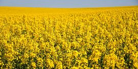 eindeloos koolzaadveld van Bettina Schnittert