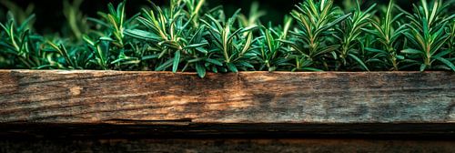 Wooden box with plants