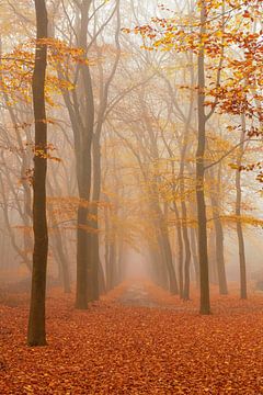 Chemin à travers un paysage brumeux de hêtres par un beau matin d'automne. sur Sjoerd van der Wal Photographie
