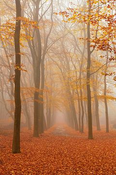 Path through a foggy Beech tree landscape during a beautiful fall morning by Sjoerd van der Wal Photography