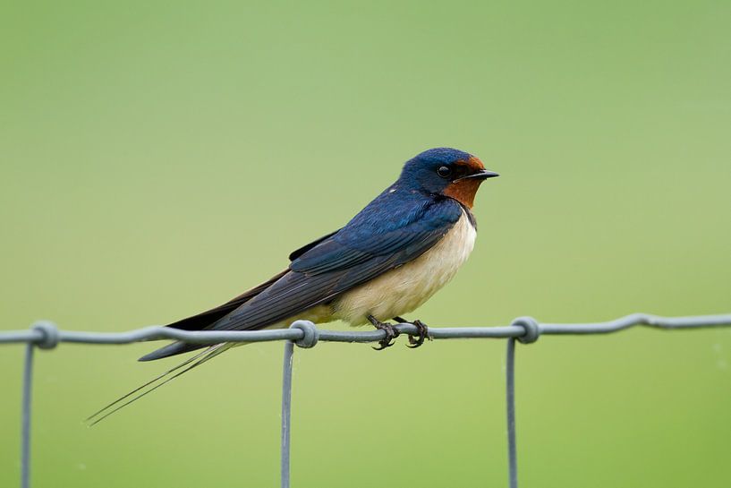 Zwaluw van Menno Schaefer