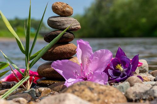 Des pierres empilées près d'une rivière paisible, bordée de roseaux et de fleurs, symbolisent l'harmonie sur Animaflora PicsStock